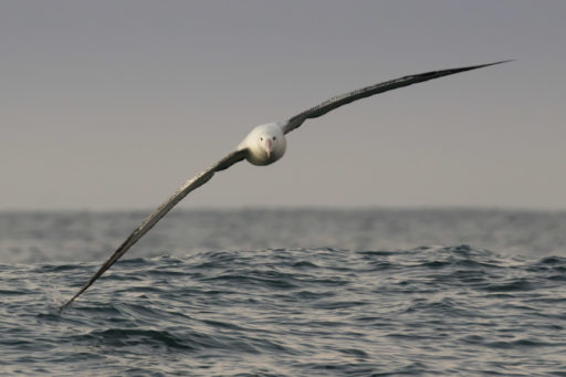 Antipodean Gibsons Albatross © Stephanie & Oli Prince