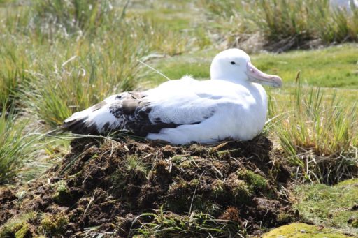 Albatross with tag