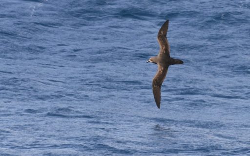 Grey-faced Petrel