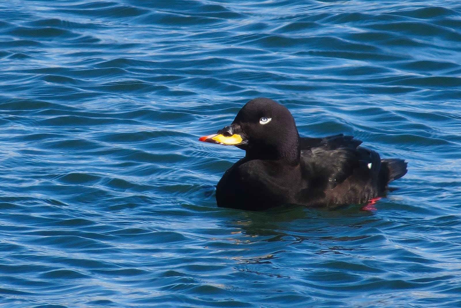 Sea ducks & Allies - Seabird Tracking Database