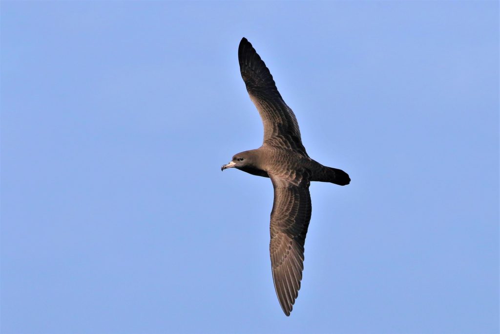 Large Petrels & Shearwaters - Seabird Tracking Database